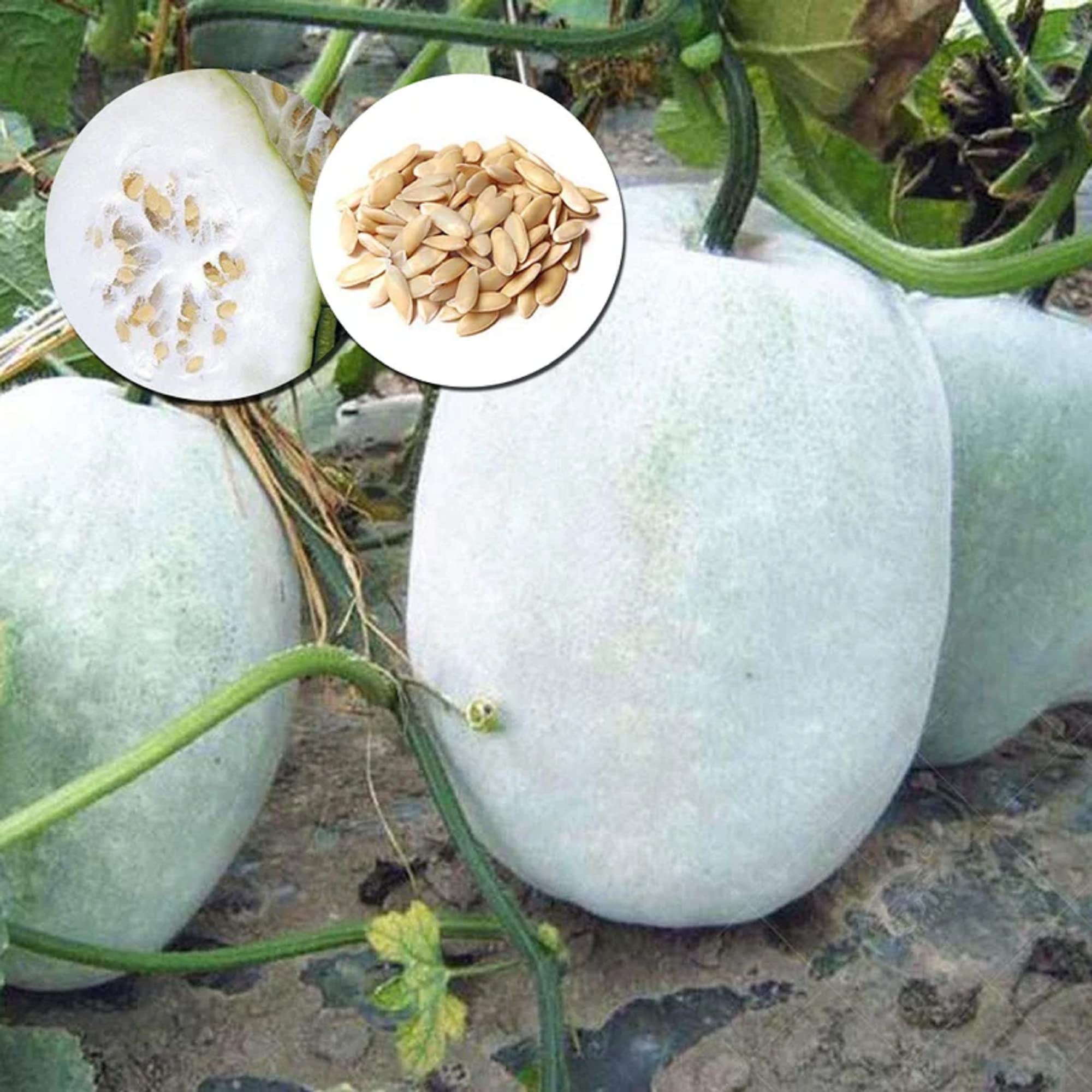 Wax pumpkin melon plant grown from seeds with smooth, pale skin and firm interior